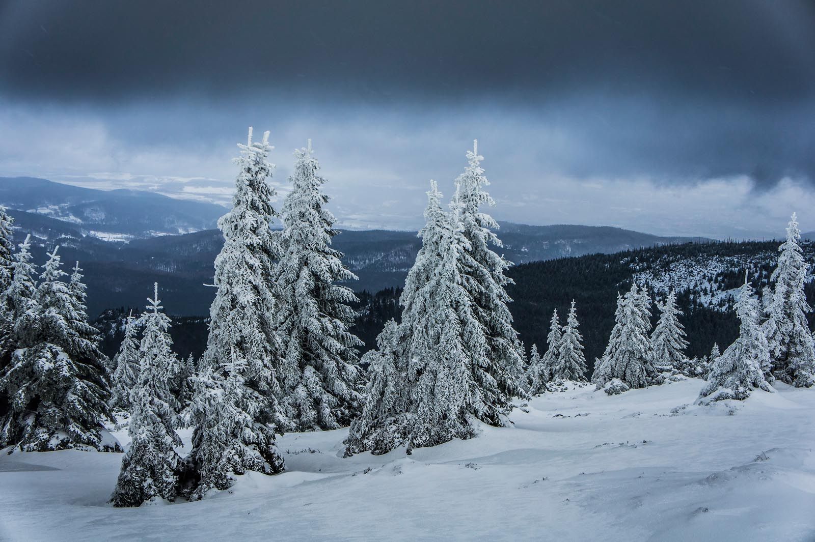 Widok na ośnieżone choinki, w tle góry, szaro-granatowe niebo.