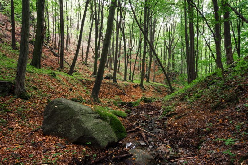 Na pierwszym planie znajduje się duży głaz. Po jego prawej stronie jest suche koryto strumienia, otoczone gęstym lasem liściastym z podłożem pokrytym liśćmi i mchem. Po lewo od głazu znajduje się zboczę wąwozu również pokryte liśćmi i niewielkimi drzewami