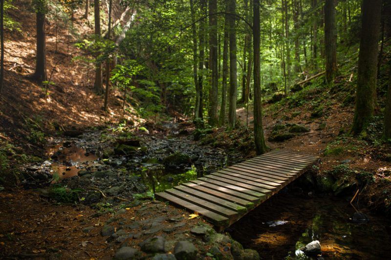 Drewniany mostek przecinający strumień w gęstym, zielonym lesie, otoczony drzewami i roślinnością.
