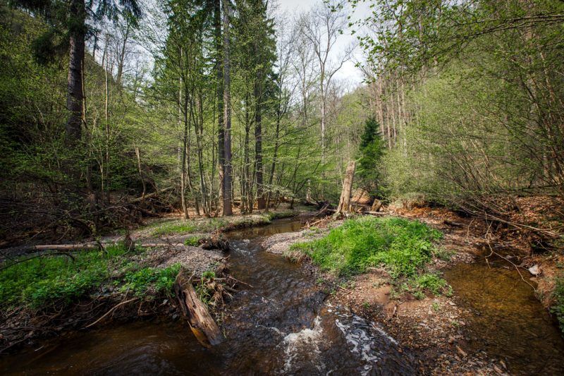 Strumień płynący przez leśny wąwóz, otoczony młodymi drzewami i bujną roślinnością, z widocznymi kamieniami i zwalonymi pniami w naturalnym krajobrazie.