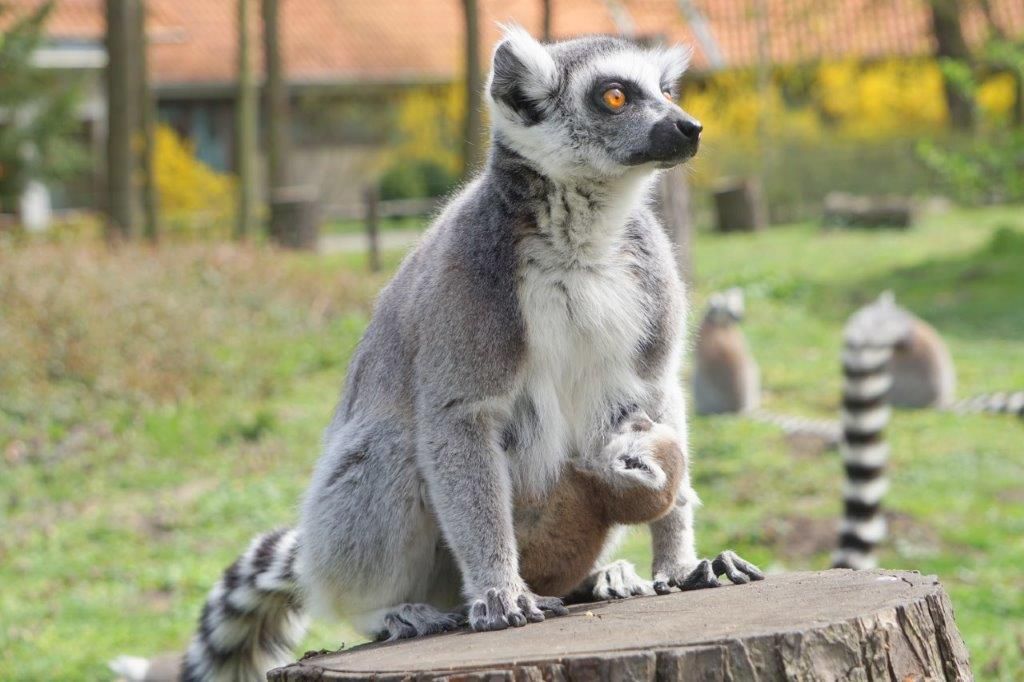 Lemur z dzieciątkiem na 
