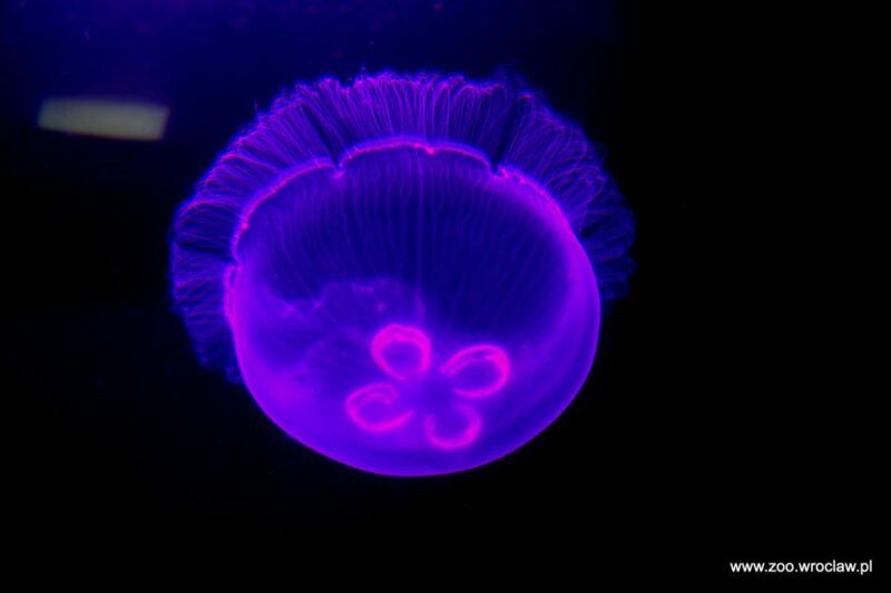 Różowo-niebieska meduza.