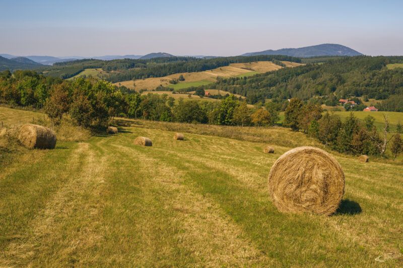 Skoszone pole z ustawionymi na nim balami siana. W tle wzgórza.