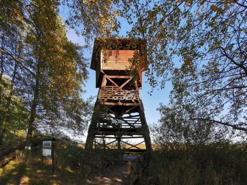 Widok na drewnianą, zadaszoną wieżę widokową w otoczeniu stawów Doliny Baryczy