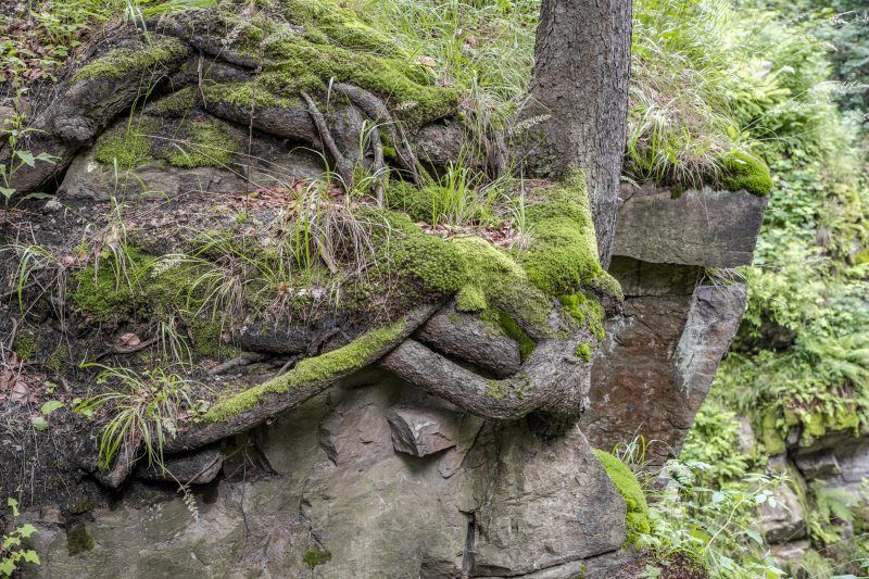 Zdjęcie korzeni splatających skały w lesie