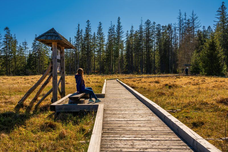 Osoba siedzi na ławce przy drewnianej kładce prowadzącej przez słoneczne torfowisko otoczone lasem.