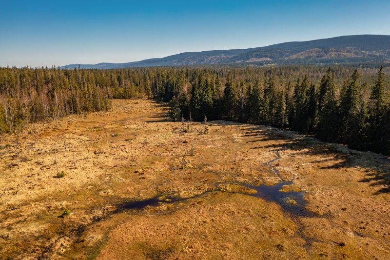 Rozległe, podmokłe torfowisko otoczone gęstym lasem w świetle słonecznego dnia.