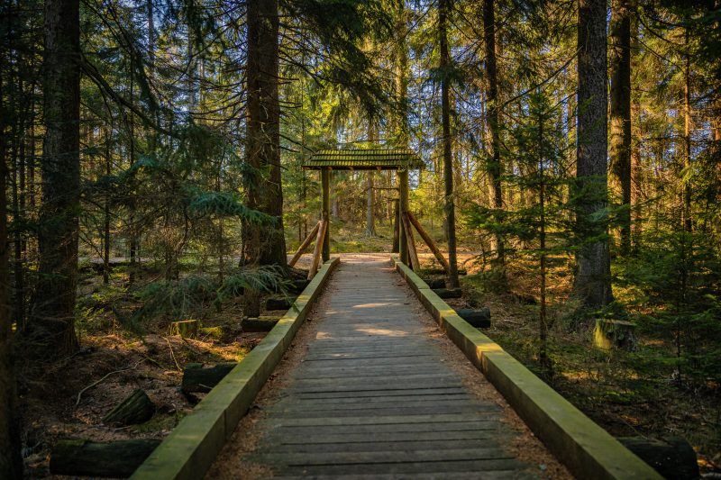 Kładka w środku lasu, otoczona drzewami.
