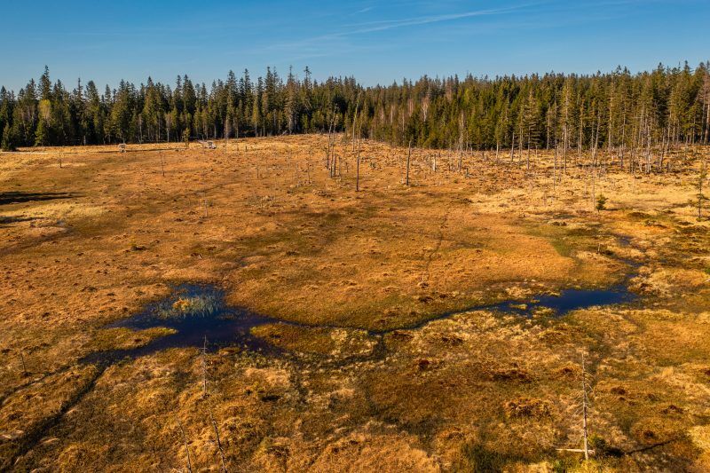 Rozległe, podmokłe torfowisko otoczone gęstym lasem w świetle słonecznego dnia.