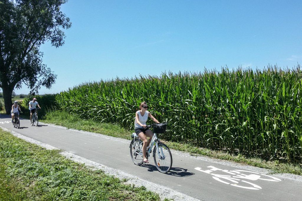 Asfaltowa droga rowerowa pomiędzy zielonymi od kwitnących kukurydzy polami uprawnymi, po której jadą rowerzyści w słoneczny dzień