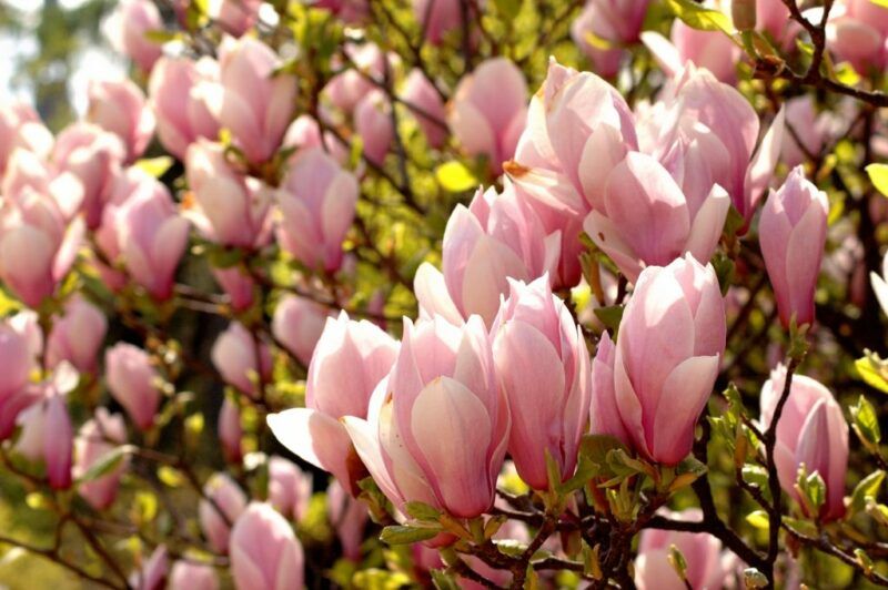 Kwiaty magnolii.