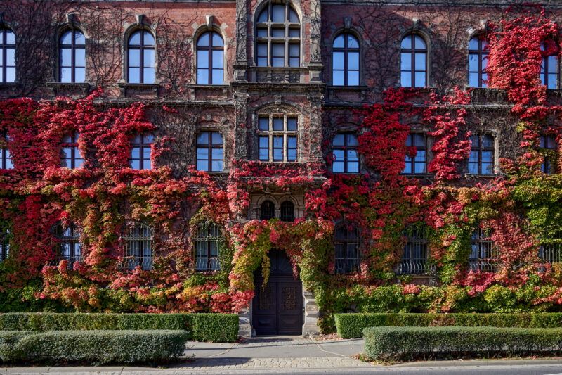 Wejście do muzeum narodowego, budynek obrośnięty bluszczem.