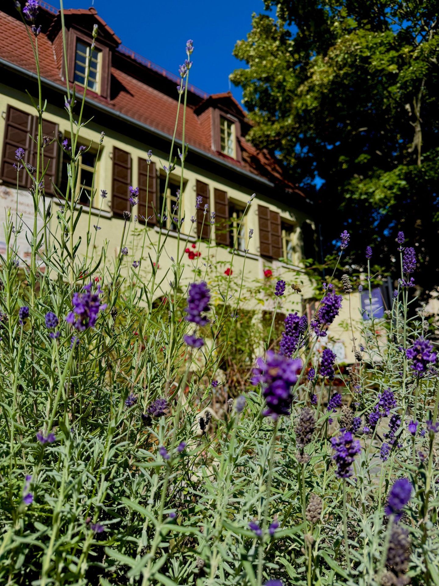 widok na zółty budek który jest rozmazany ponieważ na pierwszym planie znajduje się lawenda