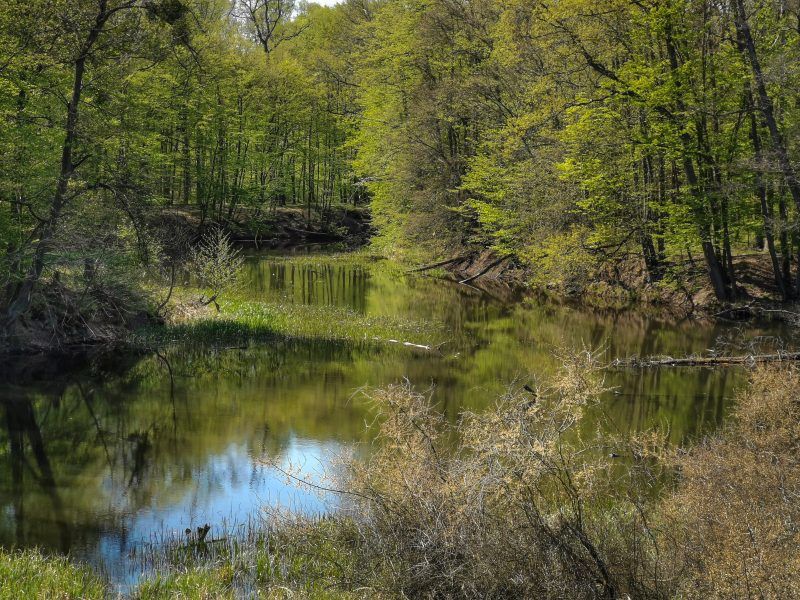 widok na otuloną drzewami w lesie rzekę