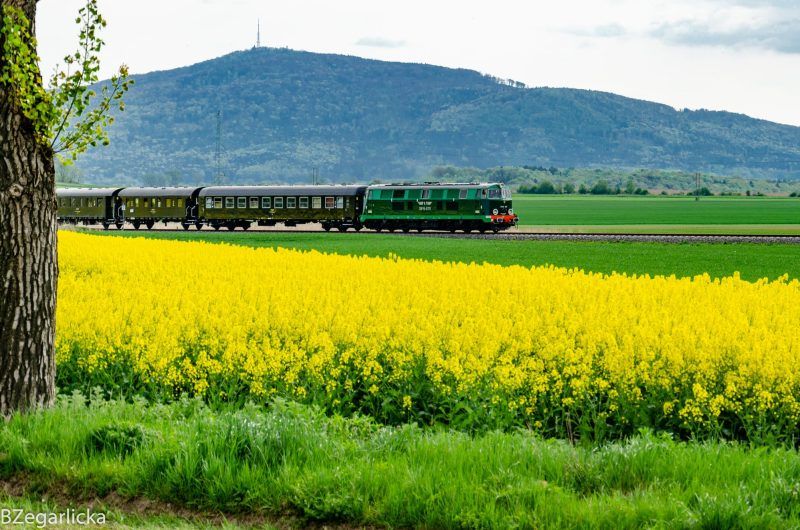 Pociąg jadący po torach w otoczeniu pola rzepaku. W tle widoczna Góra Ślęża
