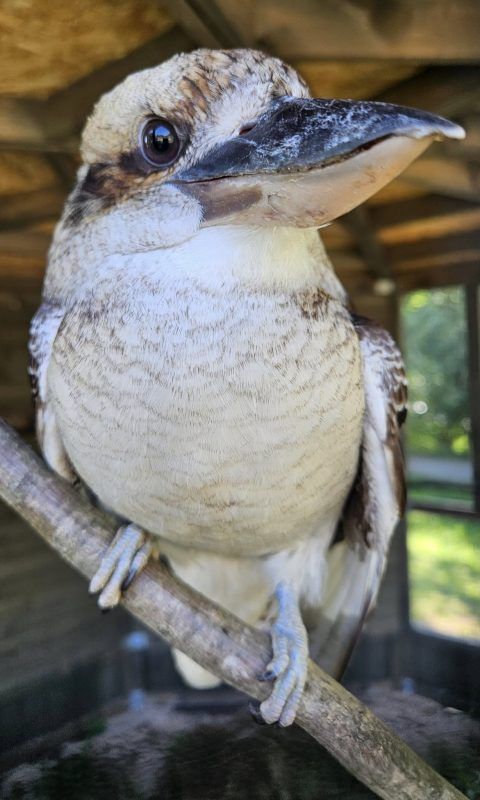 biały ptak stojący na gałęzi