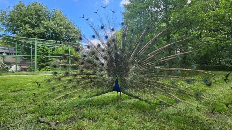 paw z rozpiętymi skrzydłami