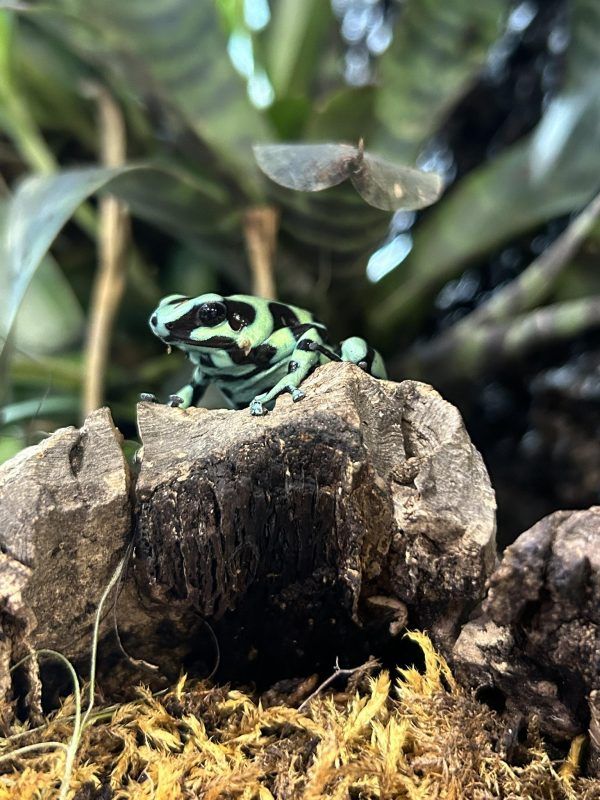 czarno-zielona żaba stojąca na kamieniu