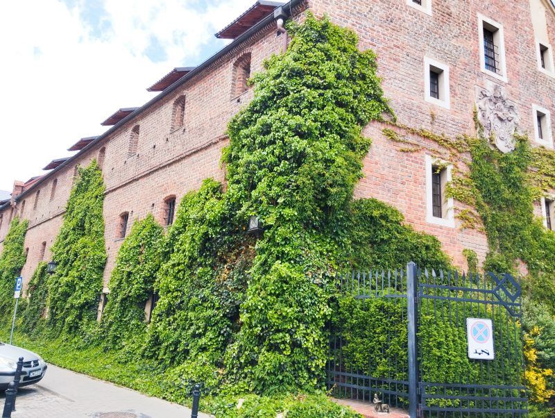 Zdjęcie przedstawia budynek z oknami wykonany z czerwonej cegły obrośnięty rośillnością